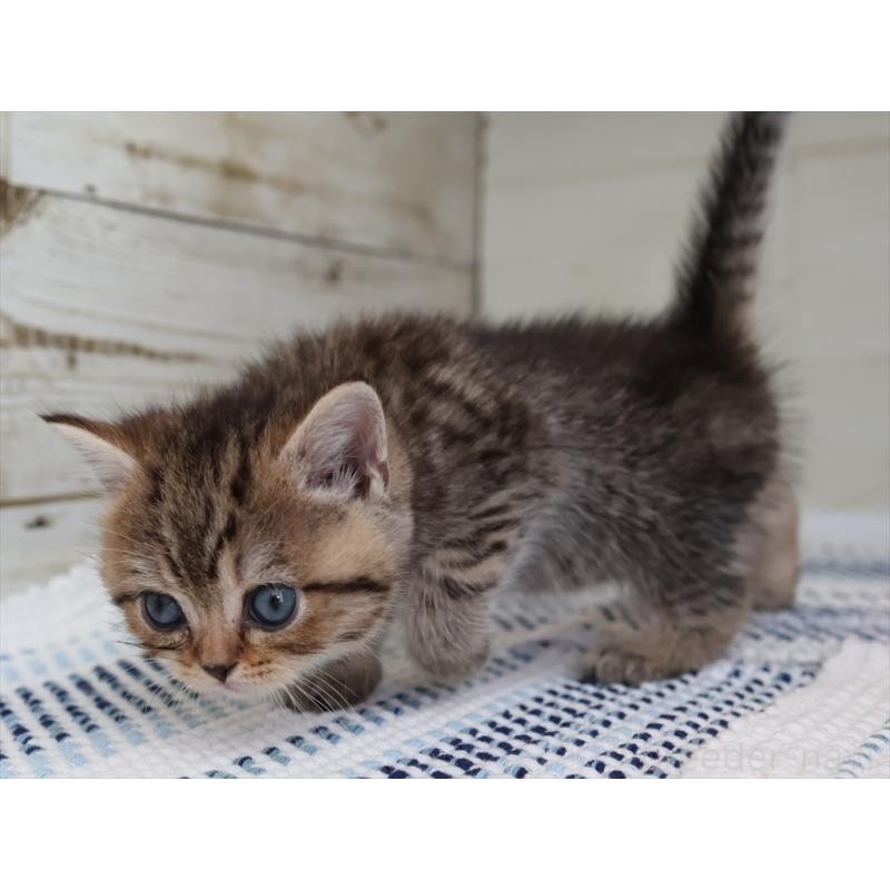 成約済の愛知県のブリティッシュショートヘア-127309の9枚目