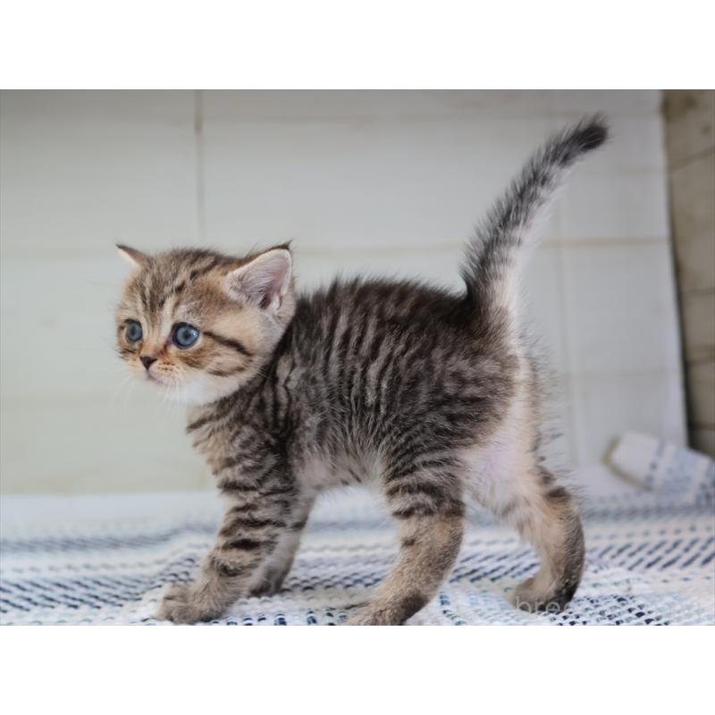 成約済の愛知県のブリティッシュショートヘア-127309の8枚目