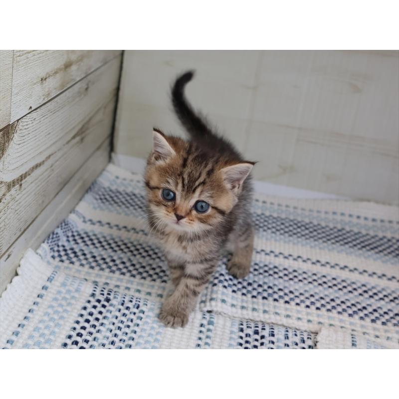 成約済の愛知県のブリティッシュショートヘア-127309の7枚目