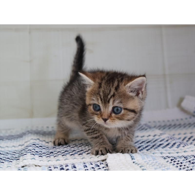 成約済の愛知県のブリティッシュショートヘア-127309の6枚目