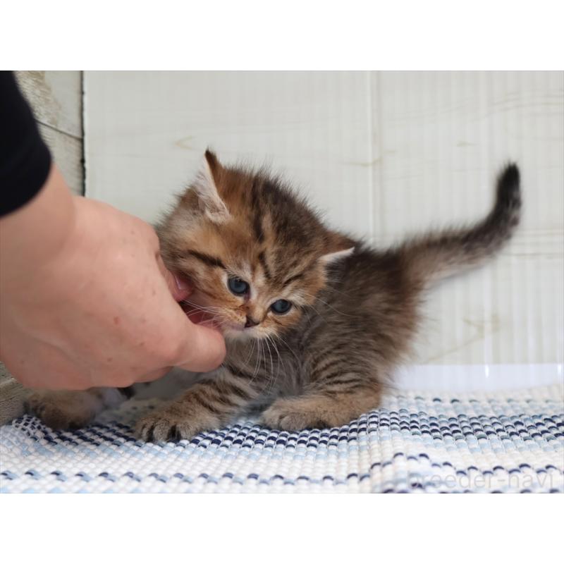 成約済の愛知県のブリティッシュショートヘア-127310の2枚目