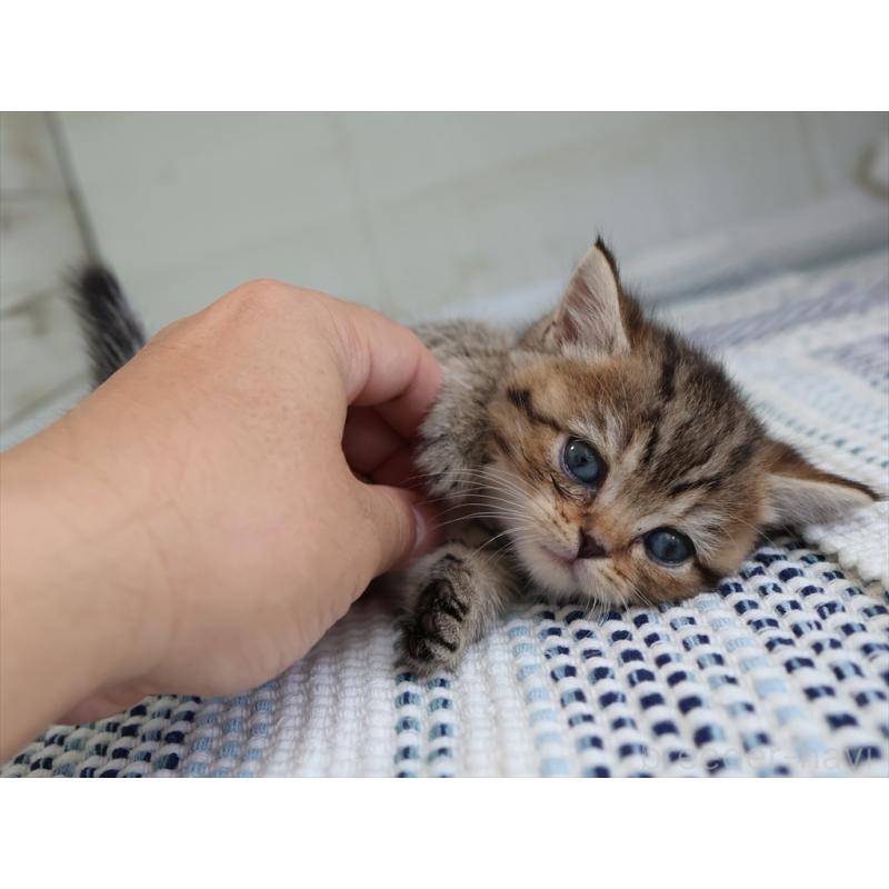 成約済の愛知県のブリティッシュショートヘア-127309の4枚目