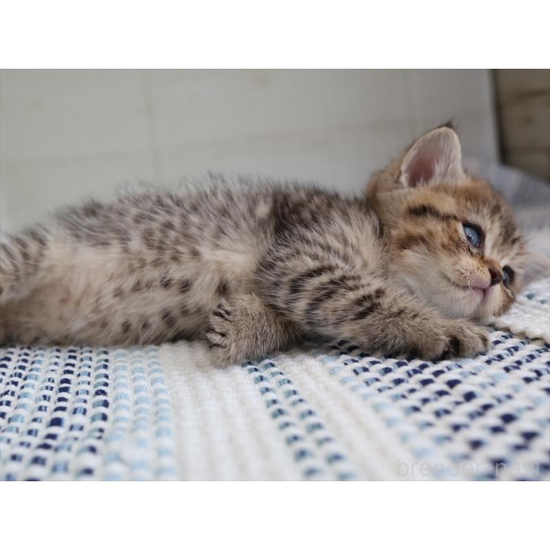 成約済の愛知県のブリティッシュショートヘア-127309の3枚目