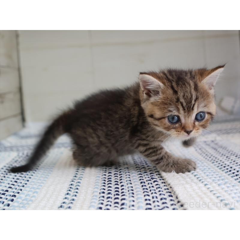 成約済の愛知県のブリティッシュショートヘア-127309の2枚目