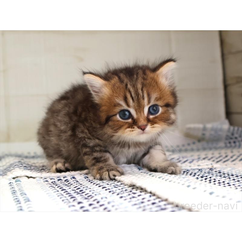 成約済の愛知県のブリティッシュショートヘア-127308の21枚目