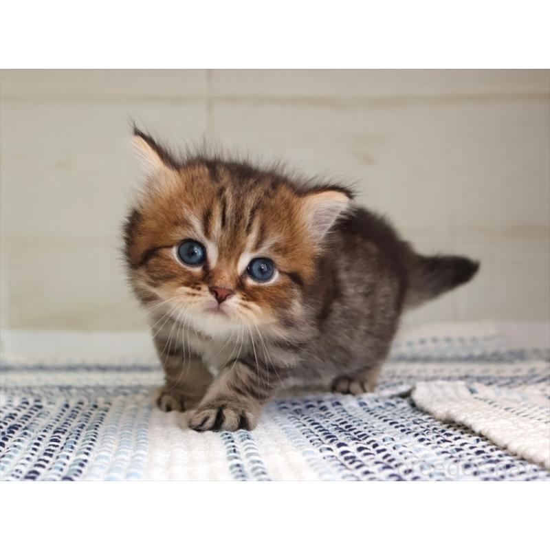 成約済の愛知県のブリティッシュショートヘア-127308の20枚目