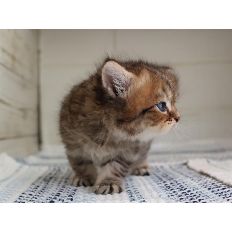 成約済の愛知県のブリティッシュショートヘア-127308の19枚目