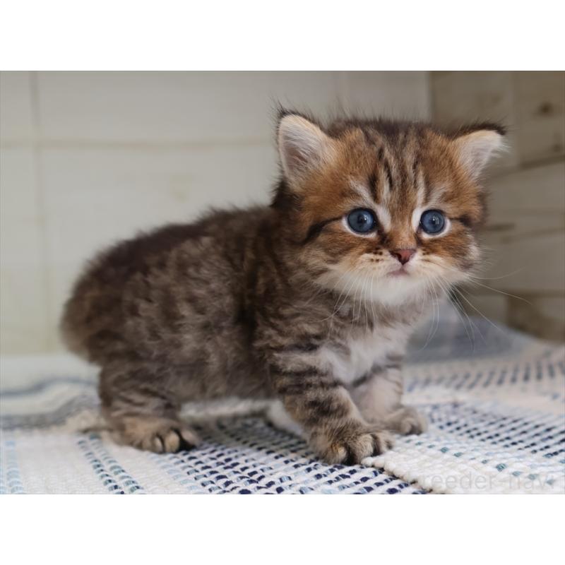 成約済の愛知県のブリティッシュショートヘア-127308の17枚目