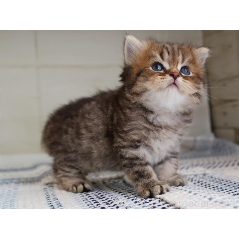 成約済の愛知県のブリティッシュショートヘア-127308の18枚目