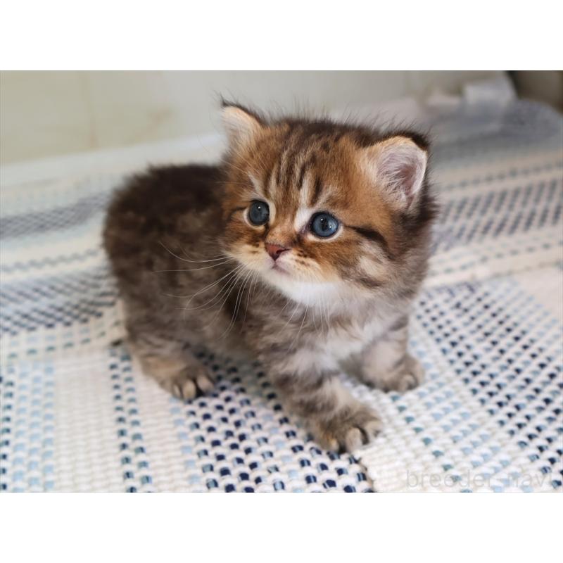 成約済の愛知県のブリティッシュショートヘア-127308の16枚目