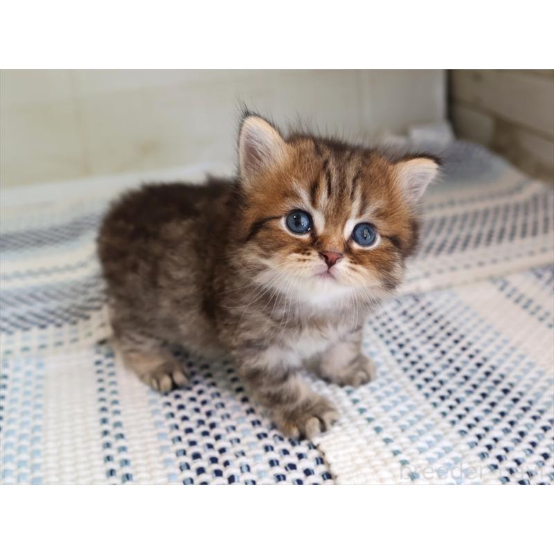 成約済の愛知県のブリティッシュショートヘア-127308の15枚目