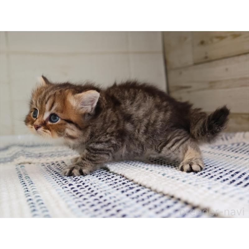 成約済の愛知県のブリティッシュショートヘア-127308の14枚目