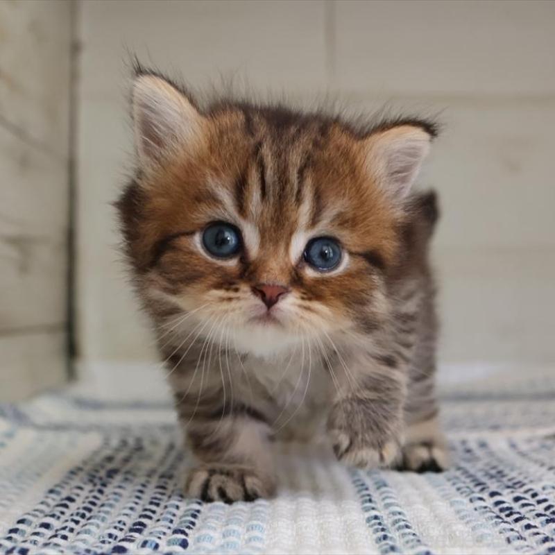 成約済の愛知県のブリティッシュショートヘア-127308の13枚目