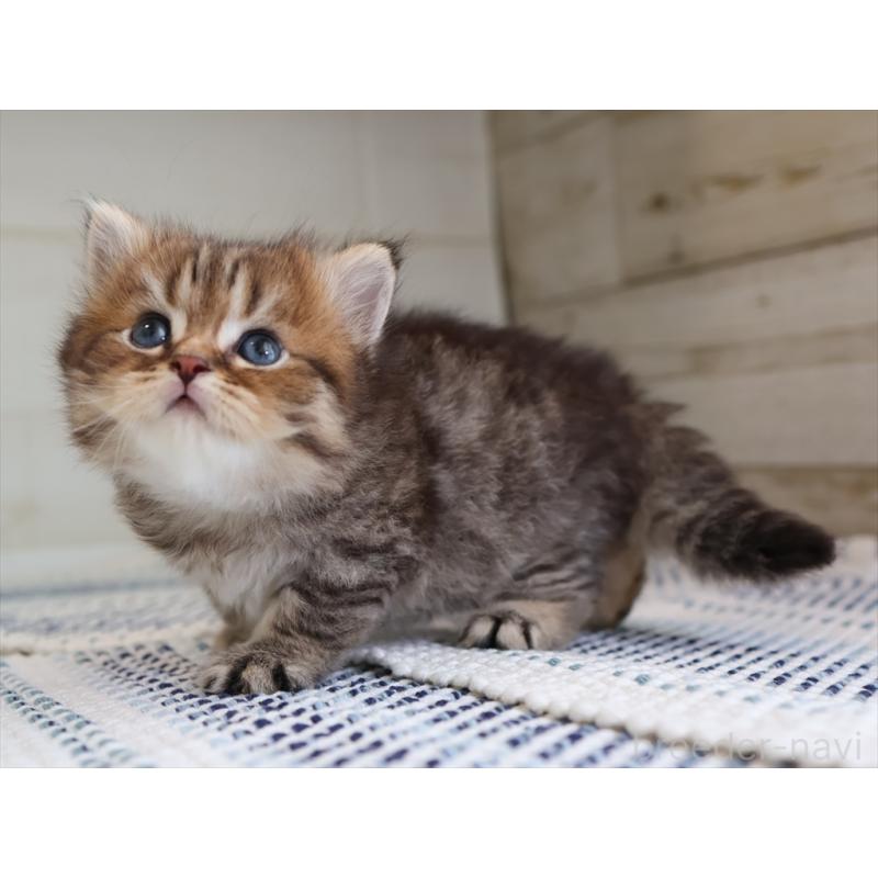 成約済の愛知県のブリティッシュショートヘア-127308の12枚目