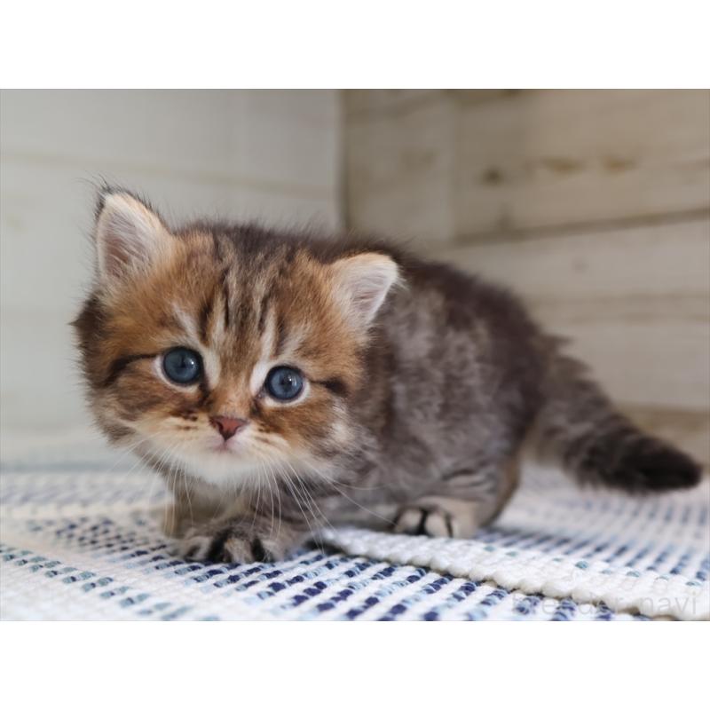 成約済の愛知県のブリティッシュショートヘア-127308の11枚目