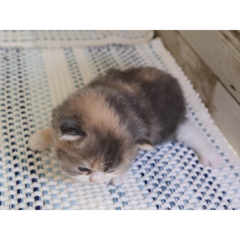 販売中の愛知県のマンチカン-127740の7枚目
