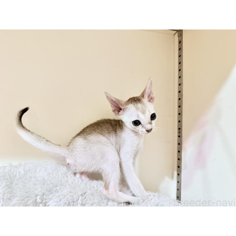 販売中の岐阜県のシンガプーラ-127746の4枚目