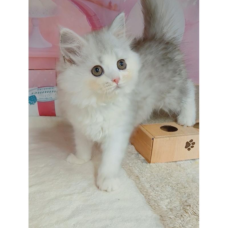 販売中の千葉県のマンチカン-127748の9枚目