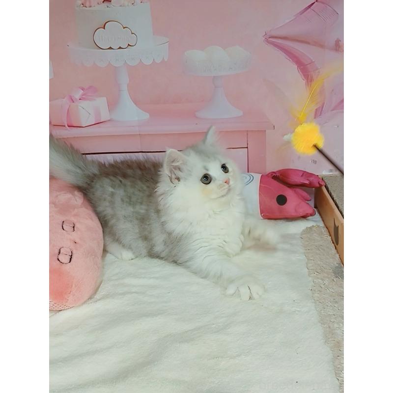 販売中の千葉県のマンチカン-127748の5枚目