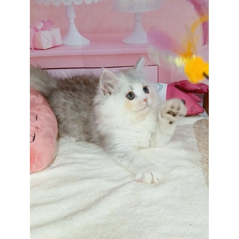 販売中の千葉県のマンチカン-127748の4枚目