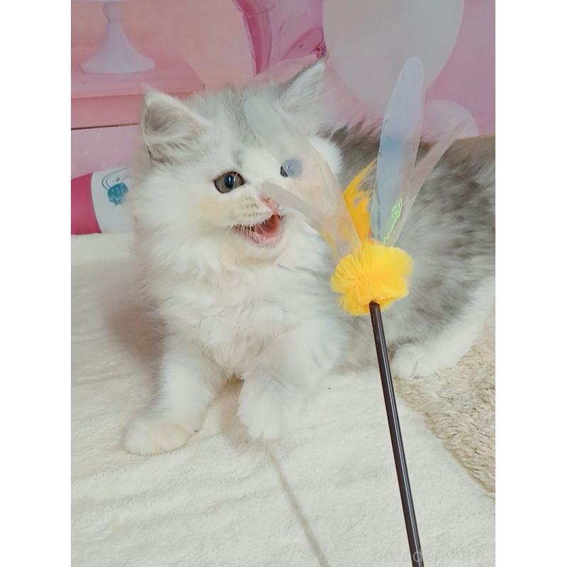 販売中の千葉県のマンチカン-127748の2枚目