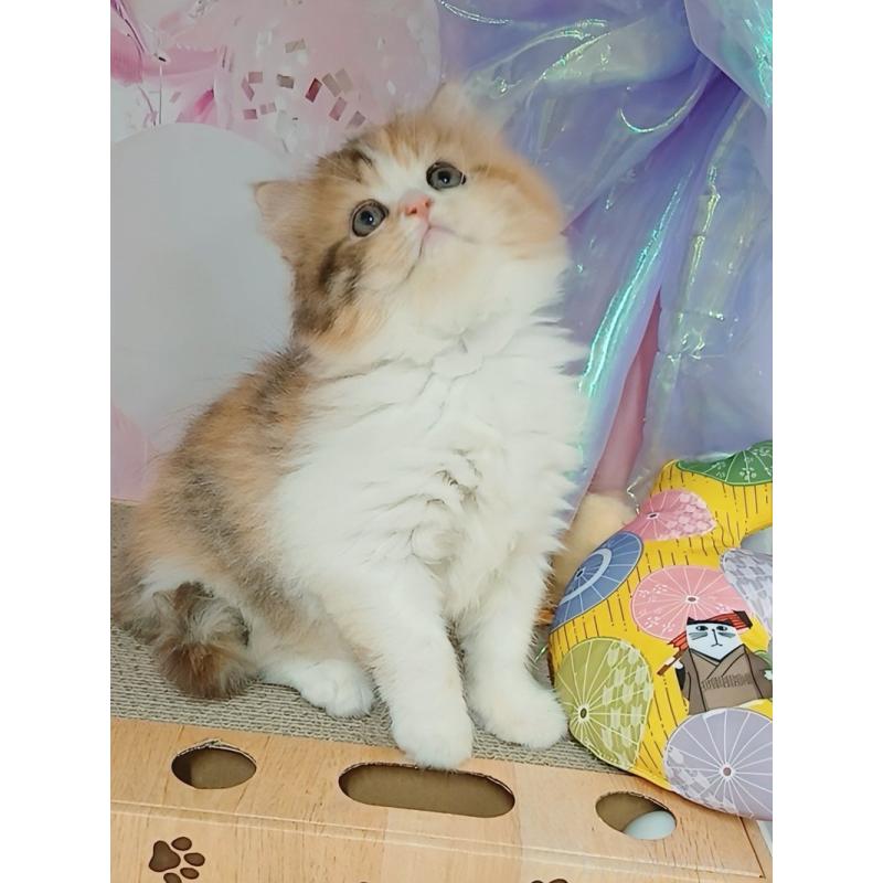 販売中の千葉県のマンチカン-127749の5枚目