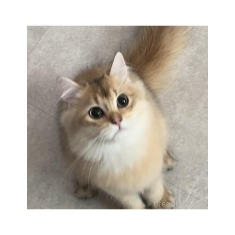 販売中の兵庫県のブリティッシュロングヘア-114144の9枚目