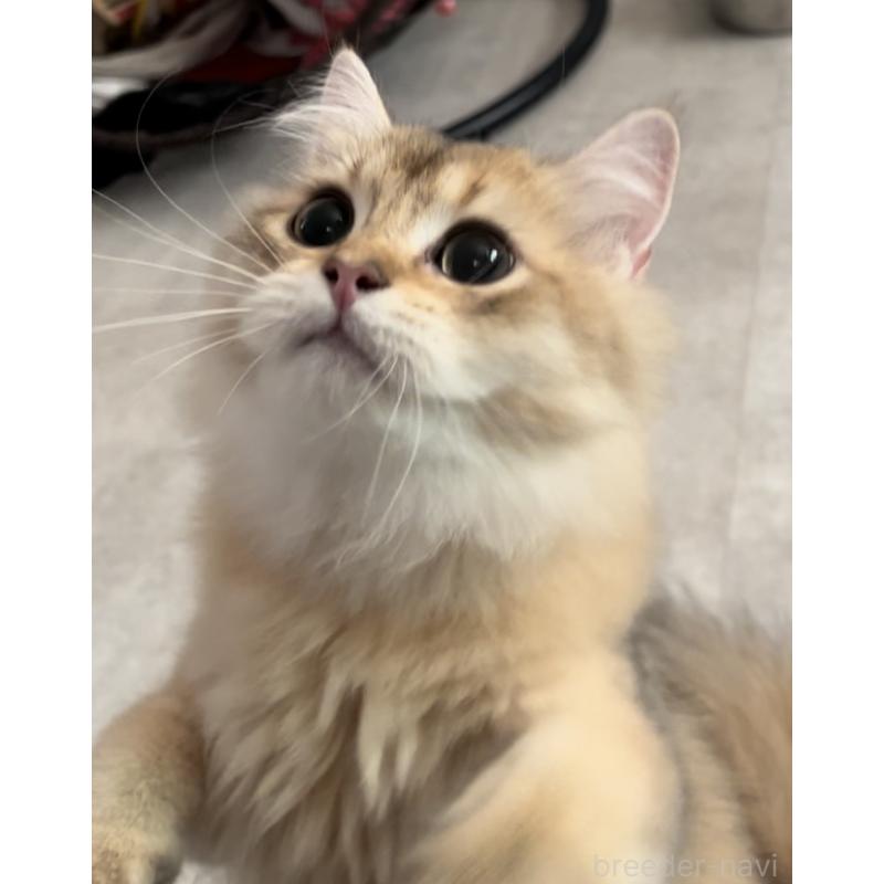 販売中の兵庫県のブリティッシュロングヘア-114144の8枚目