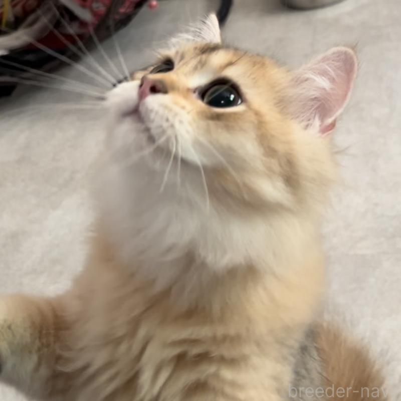 販売中の兵庫県のブリティッシュロングヘア-114144の7枚目