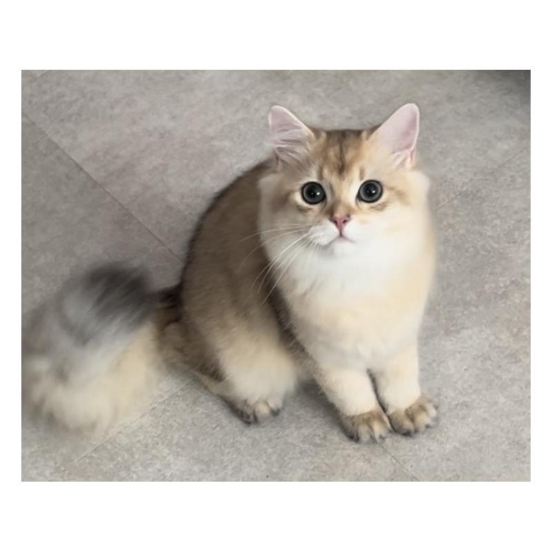 販売中の兵庫県のブリティッシュロングヘア-114144の6枚目