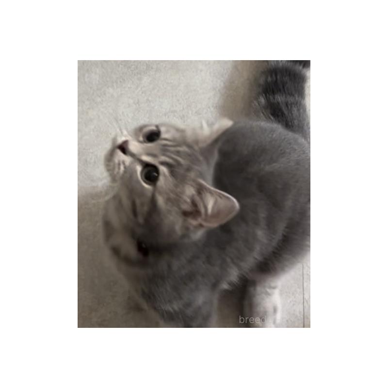 販売中の兵庫県のブリティッシュロングヘア-119934の8枚目