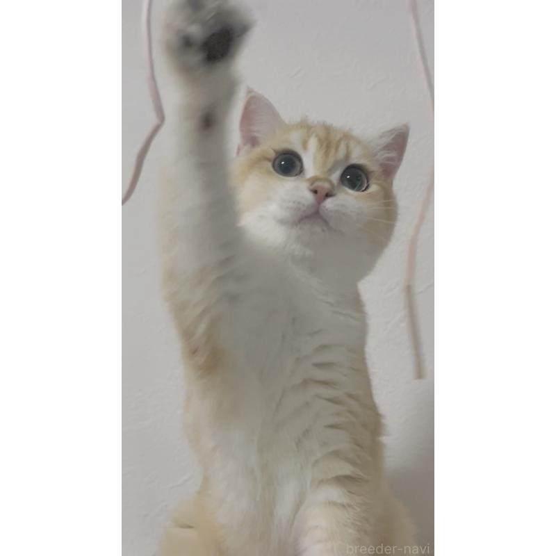 成約済の神奈川県のブリティッシュショートヘア-126871の3枚目