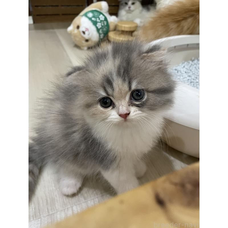 販売中の愛知県のスコティッシュフォールド(折れ耳)-125544の4枚目