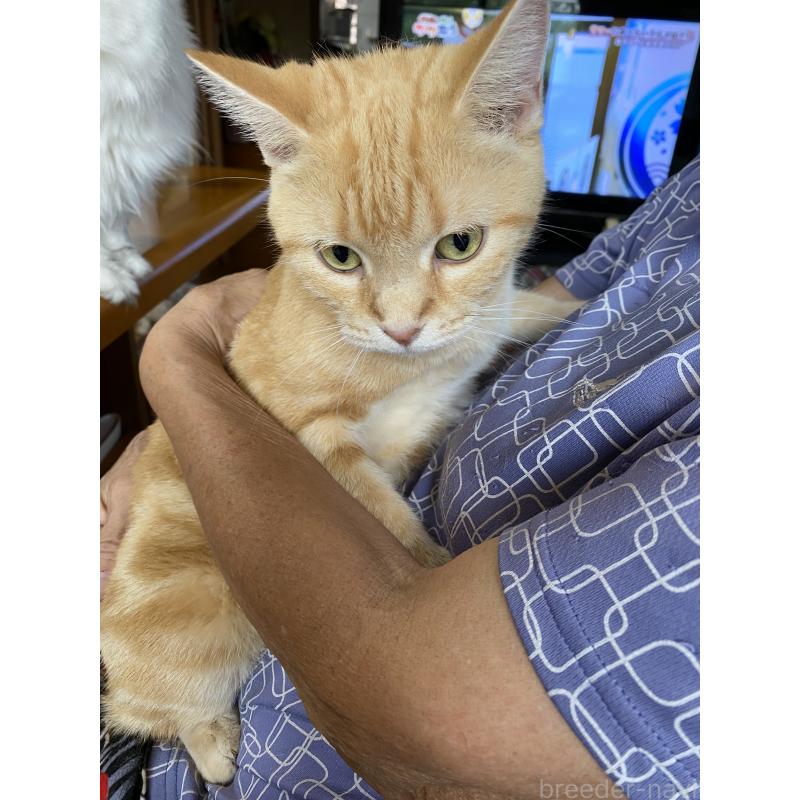 販売中の福岡県のアメリカンショートヘア-118614の3枚目