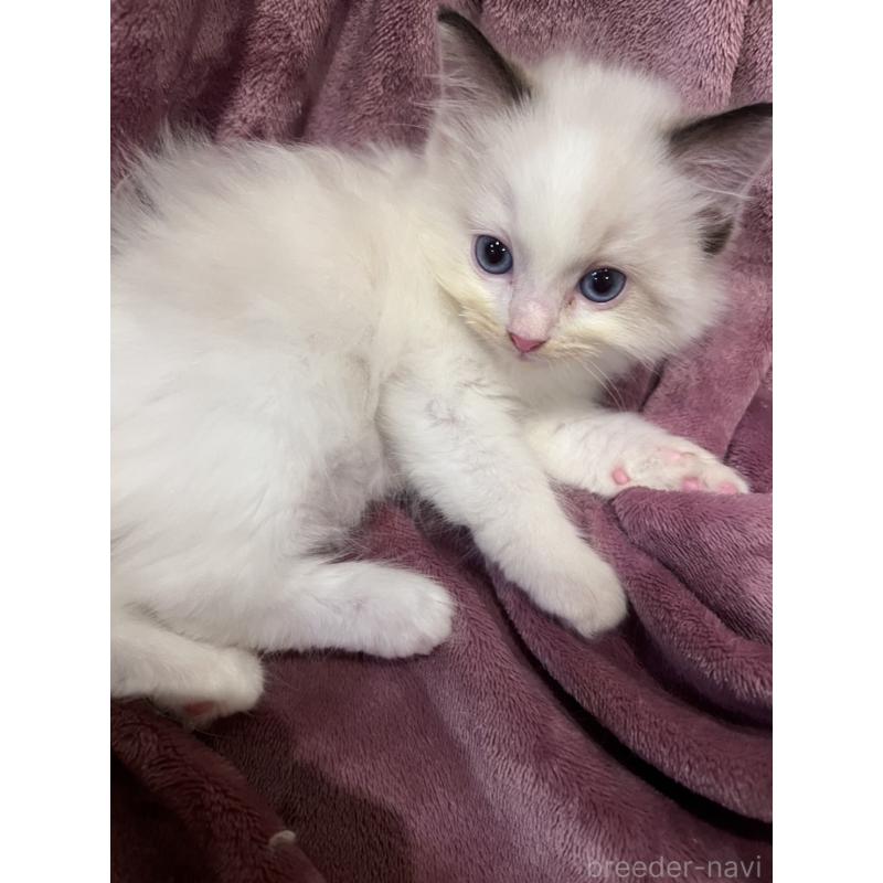 成約済の大阪府のラグドール-127639の4枚目