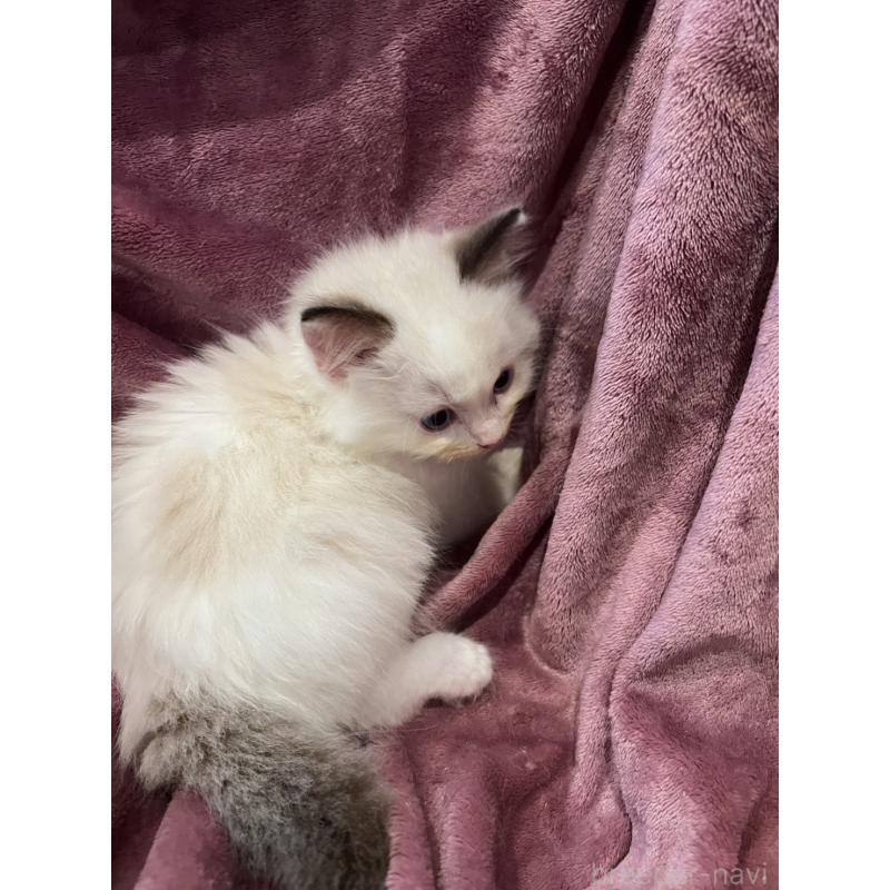 成約済の大阪府のラグドール-127639の3枚目