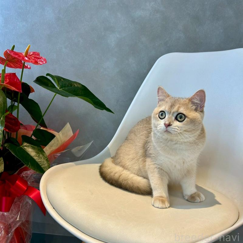 成約済の千葉県のブリティッシュショートヘア-117565の2枚目