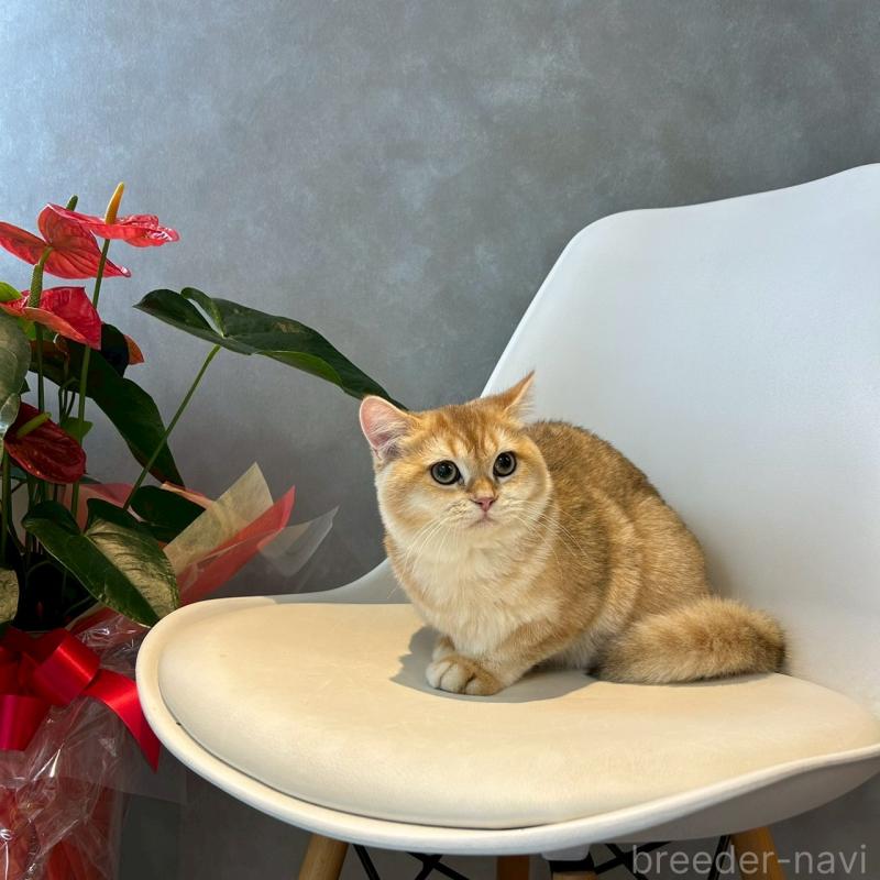 成約済の千葉県のブリティッシュショートヘア-117564の2枚目