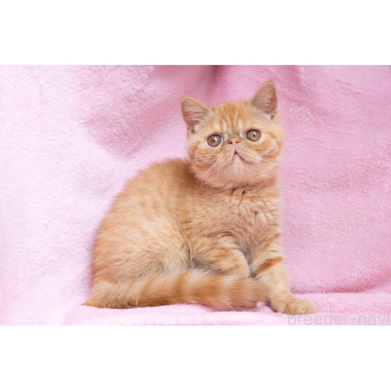 販売中の東京都のエキゾチックショートヘア-123466の20枚目