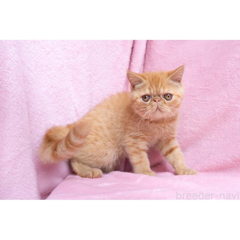 販売中の東京都のエキゾチックショートヘア-123466の19枚目