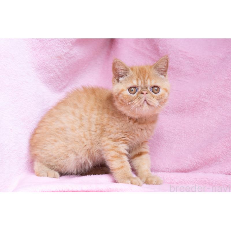 販売中の東京都のエキゾチックショートヘア-123466の18枚目