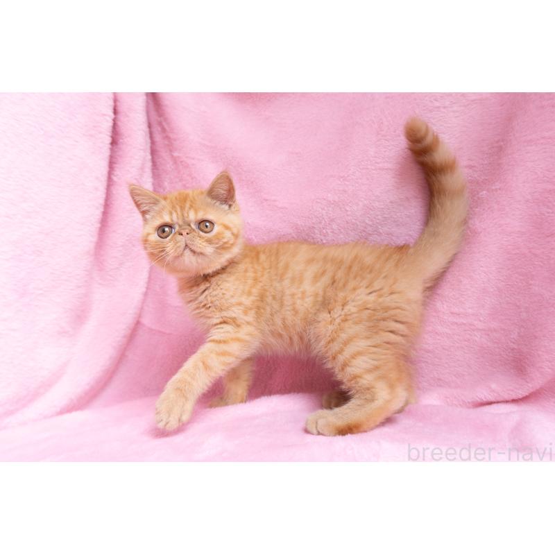 販売中の東京都のエキゾチックショートヘア-123466の17枚目