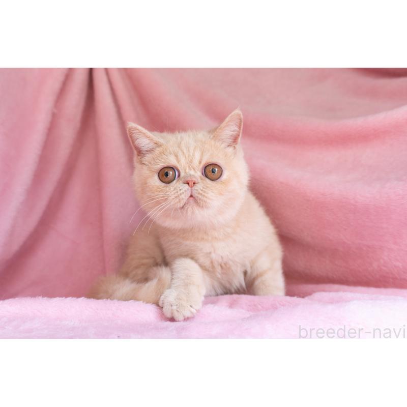 商談中の東京都のエキゾチックショートヘア-123467の15枚目