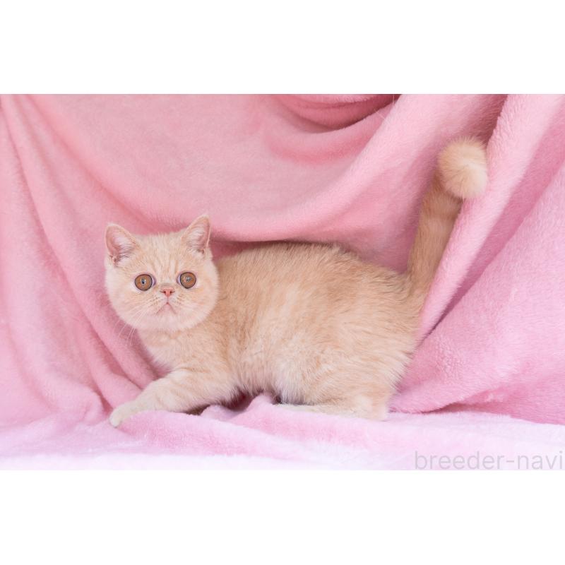 商談中の東京都のエキゾチックショートヘア-123467の14枚目