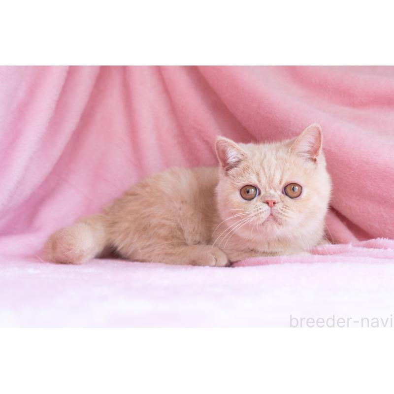 商談中の東京都のエキゾチックショートヘア-123467の13枚目