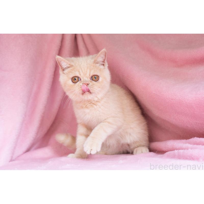 商談中の東京都のエキゾチックショートヘア-123467の12枚目