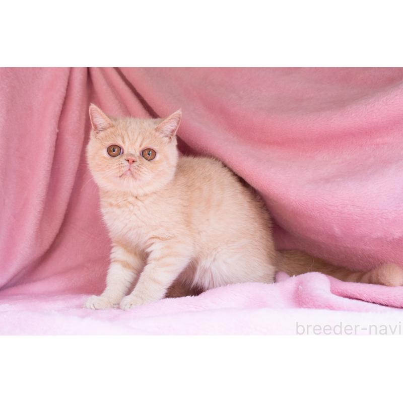 商談中の東京都のエキゾチックショートヘア-123467の11枚目