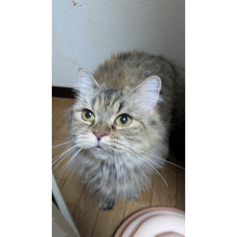 成約済の大阪府のミヌエット-124586の4枚目