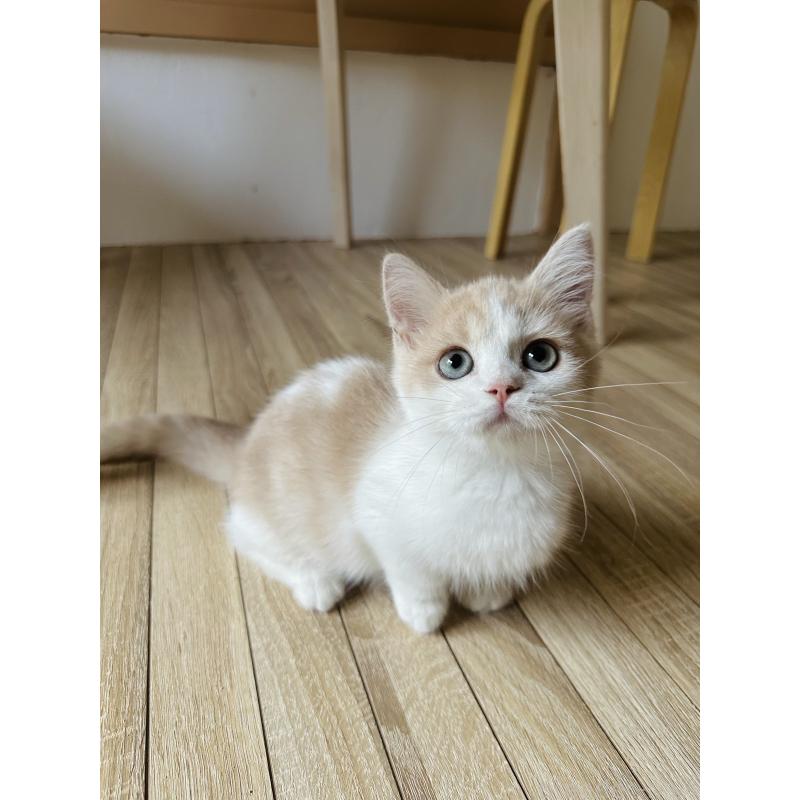 成約済の千葉県のミヌエット(短足)-123712の3枚目