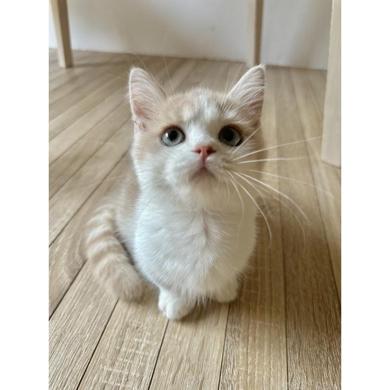 成約済の千葉県のミヌエット(短足)-123712の2枚目